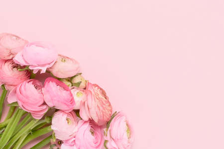 Pink ranunculus flowers bunch on a pink background. Mothers Day, Valentines Day, birthday concept