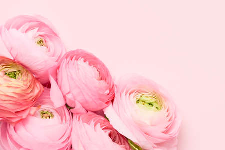 Pink ranunculus flowers bunch on a pink background. Mothers Day, Valentines Day, birthday conceptの写真素材