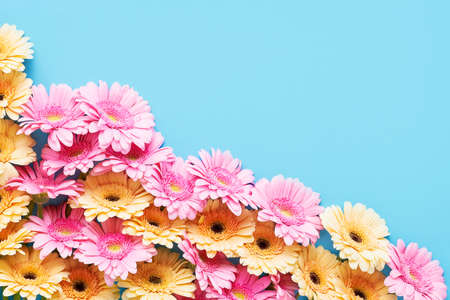 Bunch of colorful gerberas flowers on a bright blue background.の写真素材