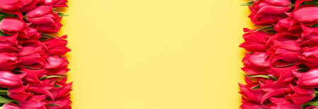 Red tulips on yellow background. Mothers Day, Valentines Day, birthday celebration concept. Banner