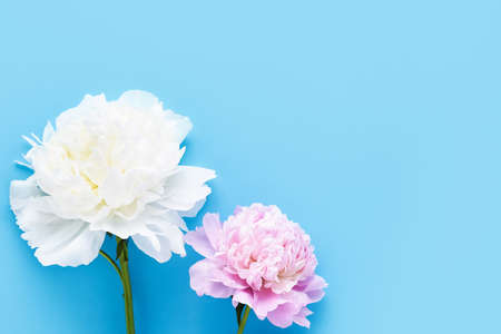 Two peonies on a light blue background. Top view, copy space, soft focusの写真素材