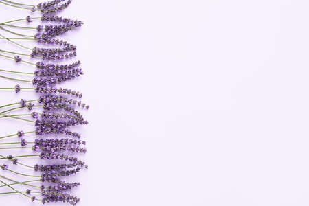 Border of lavender flowers on a light lilac background. Top view, copy spaceの写真素材