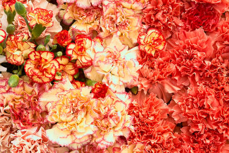 Flowers decoration. Beautiful carnation flowers bouquet.Top view.