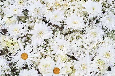 Flowers decoration. White chrysanthemum flowers background. Top view