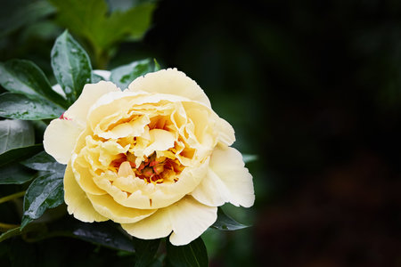 Yellow peony flower blooming with green leaves in the garden. Copy spaceの写真素材