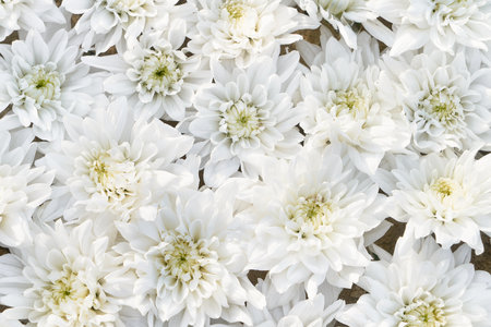 White chrysanthemum flowers background. Mothers day, Valentines Day, Birthday celebration concept. Blooming Floral Tessellation.の写真素材