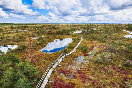 Boardwalk on the raised bog, view from above. Kemeri National park in Latvia.