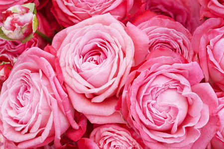 Bouquet of pink roses, flowers close-up backgroundの写真素材