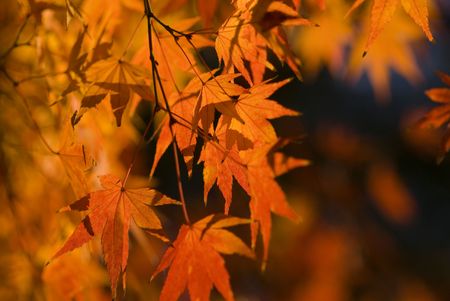 Deatiled Orange Leaves