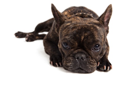 funny french bulldog portrait - isolated on whiteの写真素材