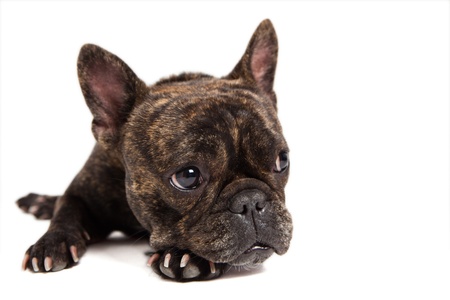 funny french bulldog portrait - isolated on whiteの写真素材