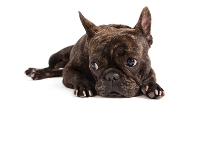 funny french bulldog portrait - isolated on whiteの写真素材