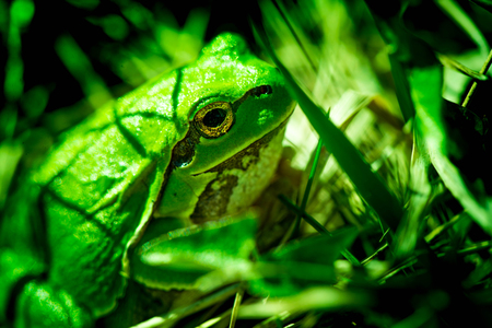 Macro shot of a European tree frog, hiding in the grass.の写真素材