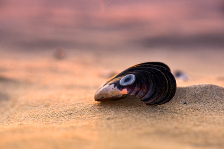 She sells sea shells by the sea shore. Resting in this serene beach and watching the beautiful...