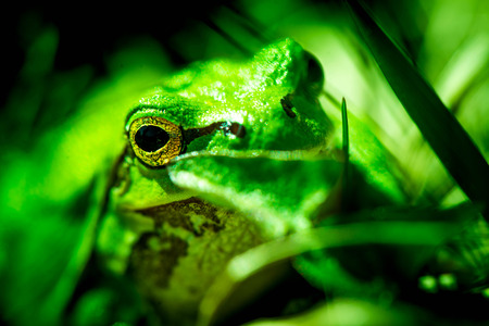 Macro shot of a European tree frog, hiding in the grass.