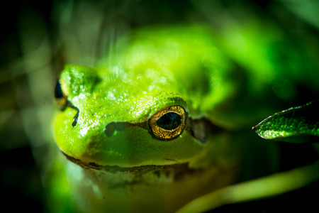 Macro shot of a European tree frog, hiding in the grass.