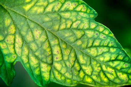 Macro shot of a tomato leaf on a dark green background in a greenhouse on a sunny summer day