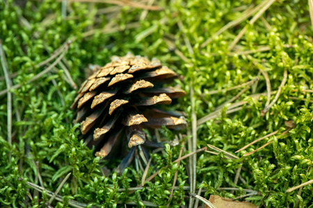 Macro shot of a pine cone laying on a thick layer of mossの写真素材