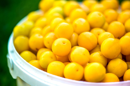 A shot of a bucket of freshly picked ripe yellow, small plums in the middle of a garden in late summerの写真素材