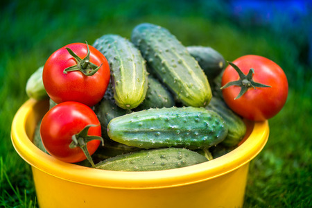 Big autumn harvest. Shot of buckets of freshly picked ripe red tomatoes, cucumbers and small yellow plums in the middle of a garden in early autumnの写真素材