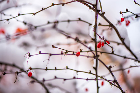 Waiting for the winter. First snow in the middle of autumn. Macro shot of white snow on top of brightly red autumn leaves in barberry bushの写真素材