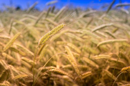 Shot of a wheat field and blue sky on a sunny day. The photo is taken in the country side near the Baltic Sea.の写真素材
