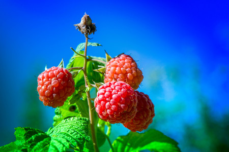 Macro shot of a group of fresh and ripe raspberries in a fruit garden on a sunny day on a clear blue...