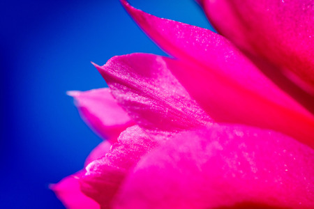 Macro shot of a pink cactus blossom on a clear blue sky background on a sunny summer day