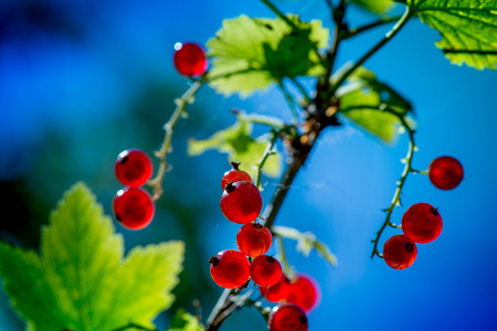Macro shot of group of fresh and ripe redcurrants in a fruit garden on a sunny day on a clear blue sky backgroundの写真素材