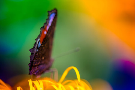 Macro shot of a butterfly sitting on a blossom in the garden on a sunny summer day on a bright and colorful backgroundの写真素材