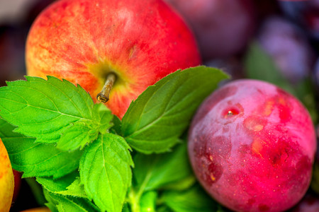 Autumn harvest. Macro shot of a freshly picked red ripe apple next to bright green peppermint leaves and dark pink plums in the background, in a basket in the middle of a garden on a sunny dayの写真素材
