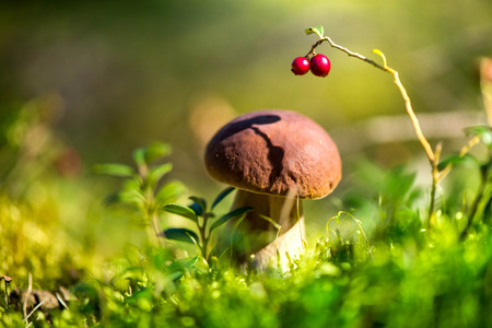 Picking mushrooms and cranberries in forest in early autumn. Last sunny summer days. Mushrooms and berries are growing in warm green, thick, wet moss layer. Perfect weather for outdoor activities.の写真素材