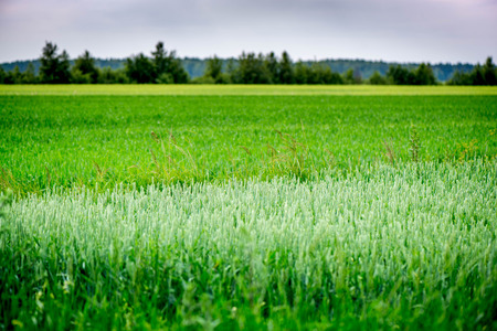 Shot of a wheat field on sunny summer day on little overcast backgroundの写真素材