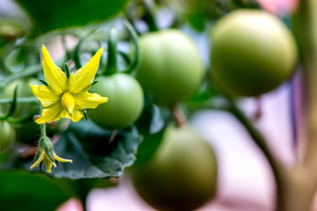 Macro shot of yellow blossom and group of unripe tomatoes in a greenhouseの写真素材