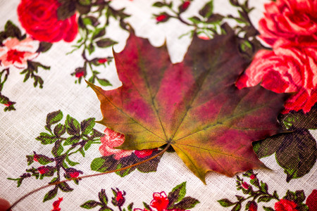 Golden autumn. Macro shot of red, green, yellow, purple and orange maple leave laying on red linen...