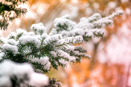 Waiting for the winter. The first snow in the middle of autumn. Macro shot of white snow on top of dark green juniper branch on brown and golden background during sunsetの写真素材