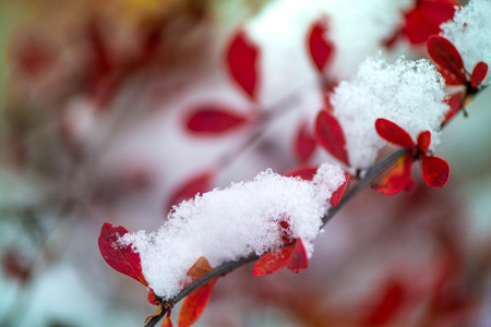 Waiting for the winter. First snow in the middle of autumn. Macro shot of white snow on top of brightly red autumn leaves and berries in barberry bush. Frozen, romantic scene. Through the difficultiesの写真素材