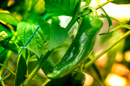 Macro shot of unripe pepper, growing in a greenhouse on a colorful and vibrant backgroundの写真素材