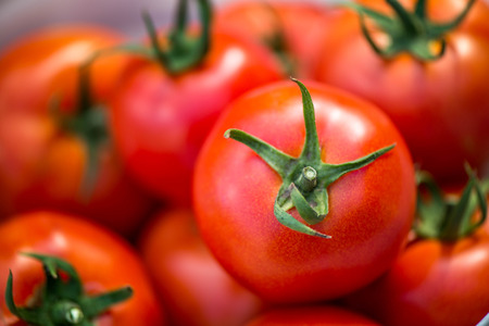 Large summer harvest. Macro shot of a group of freshly picked red ripe tomatoes.の写真素材