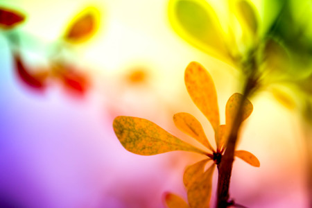 Blurry, abstract, vibrant and colorful background. Waiting for the winter. First snow in the middle...