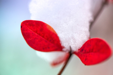 Waiting for the winter. First snow in the middle of autumn. Macro shot of white snow on top of brightly red autumn leaves in barberry bushの写真素材