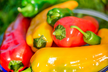 Summer harvest. Freshly picked, red, green and yellow sweet peppers, laying in grass in garden. Healthy eating, fresh food, vegetables, vitamins, diet, fitness. Making fresh salads for dinner. Tastyの写真素材