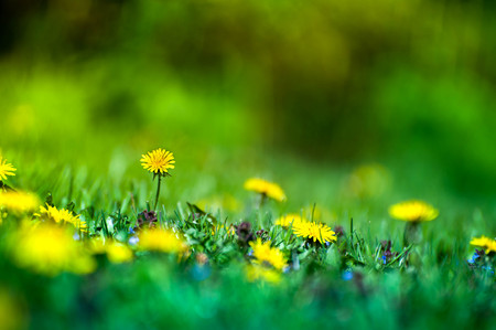 Macro shot of brightly yellow dandelion flowers in the green meadow in countryside in early summer...