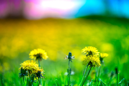 Macro shot of brightly yellow dandelion flowers in the green meadow in countryside in early summer around summer solstice. Bees are seeking nectar in yellow blooms and enjoying sun and warm weatherの写真素材