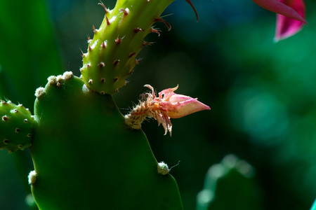 Macro shot of a cactus bud with a pink blossoms in the middle of a garden in the pot on dark green background. Miracle, cactus blooms really rare. The beauty of nature, beautiful pink blossom.の写真素材