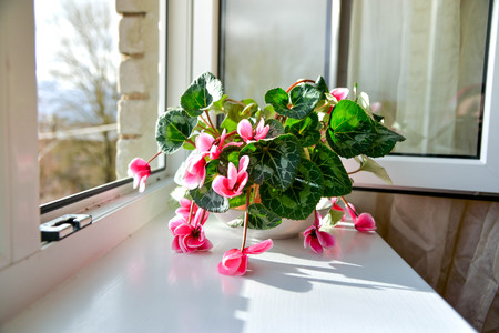 Wilted colorful variegated white and pink cyclamen flowers with ornamental leaves cultivated as indoor houseplants on window sill with open windows, in an overcast summer day. Flowers begging for waterの写真素材