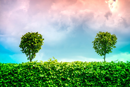 A summer scene of brightly green bushes, sheared hedge with small trees on it. Background of an overcast, threatening and dark clouds in the sky. Waiting for rain storm, wind, thunder and lightning.の写真素材