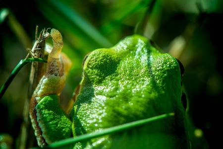 Macro shot of a European tree frog, hiding in green grass and looking straight forward, in the meadow on sunny spring day. Back view. Early spring time. Nature and animals awakening. Mating period.の写真素材