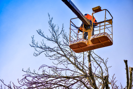 Tree pruning and sawing by a man with a chainsaw, standing on a platform of a mechanical chair lift, on high altitude between the branches of old, big oak tree. Branches, timbers and sawdust fallingの写真素材