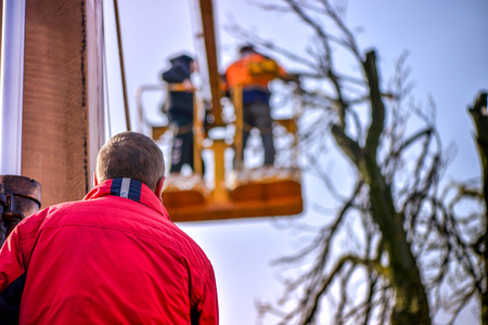 Tree pruning and sawing by a man with a chainsaw, standing on a platform of a mechanical chair lift,...
